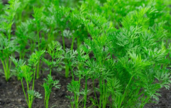 測土配方施肥儀提高農(nóng)田種植技術