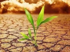 土壤養(yǎng)分檢測儀可以應(yīng)用在哪些地方？